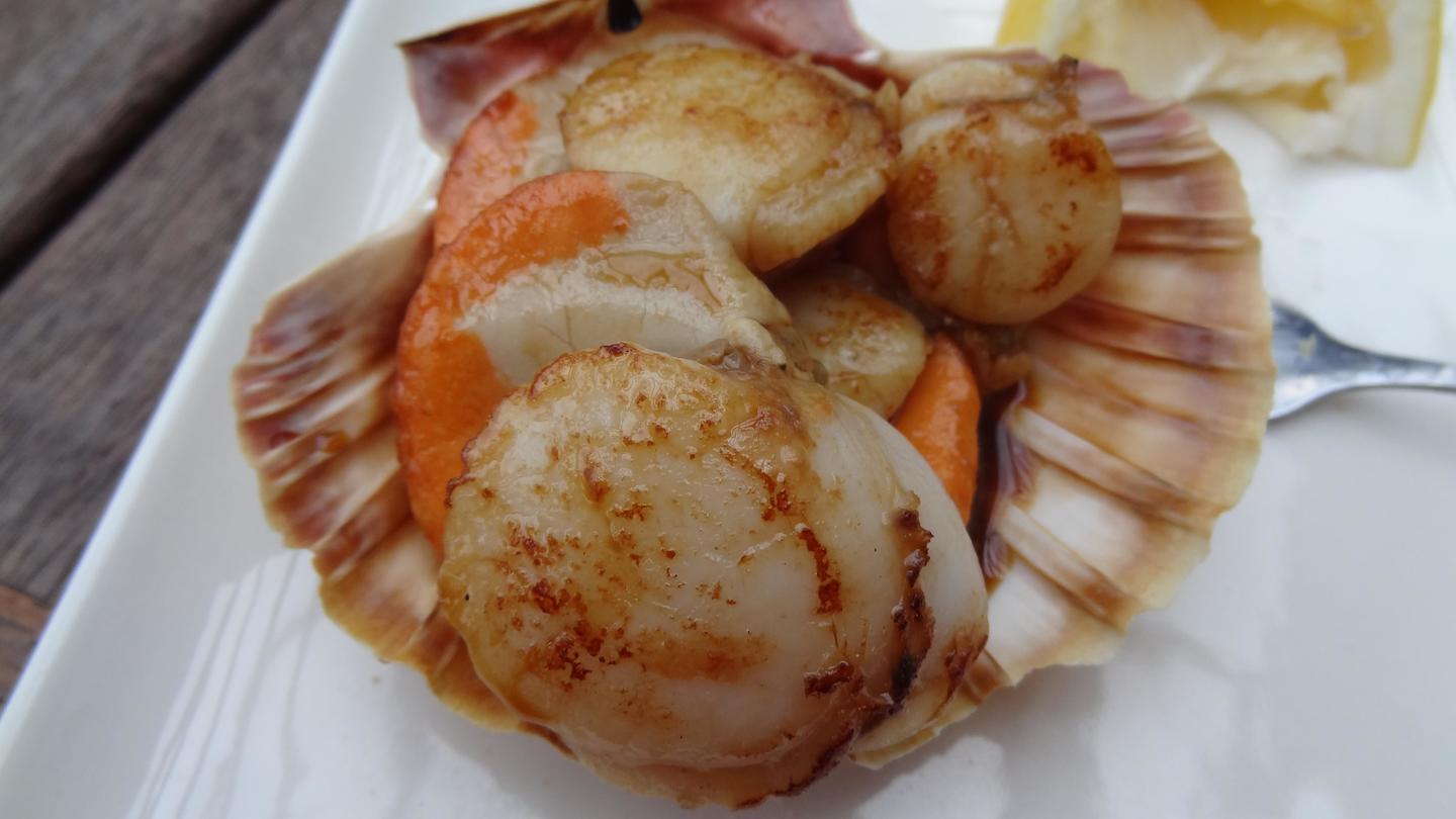 image of scallops in shell