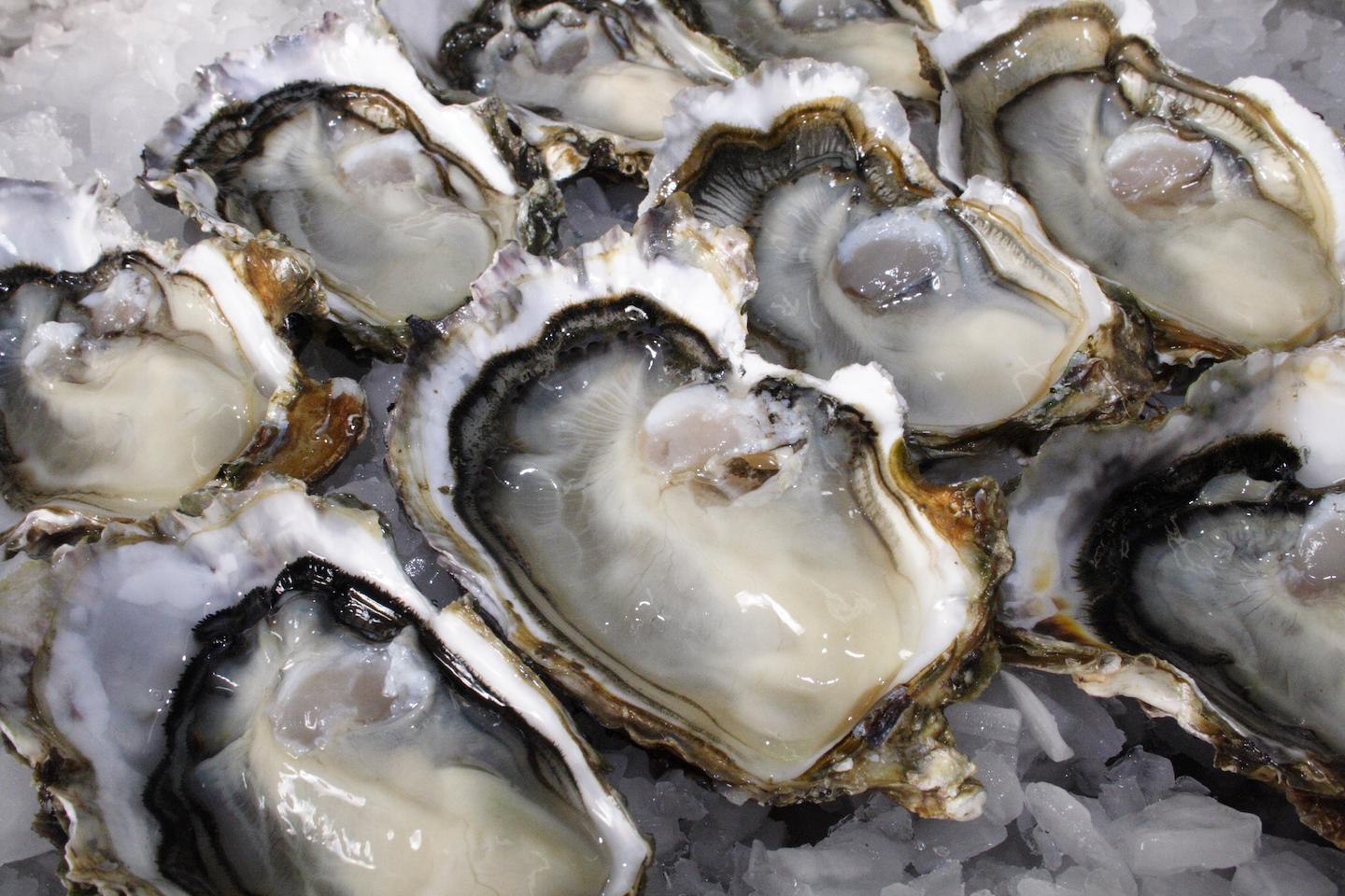 image of oyesters in shell